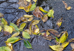 wet foliage